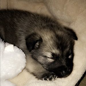 Meet your Posher, Enya